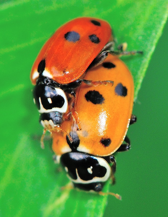 Hippodamia variegata